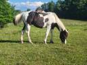 Poulain pp paint horse black tobiano