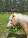 Magnifique hongre haflinger