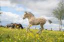 Pouliche irish cob PP top mental ! 