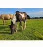 Poulain PaintHorse pp 1an