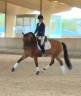 Jeune ibérique dressage concours