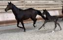 Foal dressage