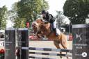 Etalon welsh pony - performeur - IPO138