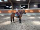 Poney PFS de 3 ans 