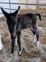 Mule et mulet à vendre au sevrage 