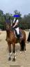 Poney 148cm , jument pour CSO, dressage , CCE