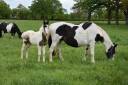 Poulain Barock pinto homozygote tobiano futur etalon 