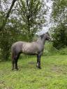 Magnifique petit hongre de 4 ans OC