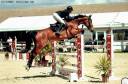 Jument de 6 ans 1,72m pour CSO 130/135cm