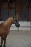 VENTE Poney de Sport - POTTOK/ARABE