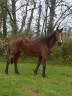 Très bon cheval 5 ans par Volnay du BoisdeVille CSIO