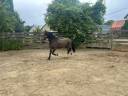 Hongre Welsh Cob à vendre