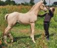 Rare poulain palomino origines CSI5*