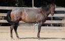 Hongre Quarter Horse 10 ans 