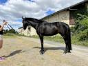 Jument dressage 5 ans à vendre