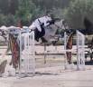 Poney de sport