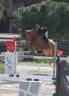 Pension chevaux Poney club des deux Sources