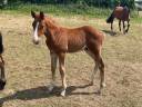 Foal Jet des forêts 