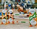 Poney de grand prix