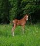 Poulain Welsh Type Cob à réserver au sevrage