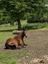 Cheval de cinq ans à vendre