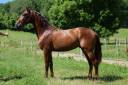 IMPERIAL - PRE 2 ans, cheval d'avenir