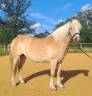 Jument Haflinger PP 12ans 