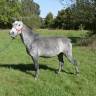 Poney 5 ans 140cm