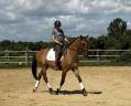 Lusitano sport 