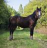 Hongre Irish cob pp 2 ans