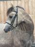 Poney welsh pony