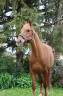 Poney de sport Hongre Welsh de 6ans