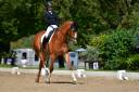 SF - Hongre - Dressage Am1