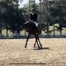 Magnifique hongre 7 ans dressage