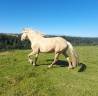 Hongre 4 ans Palomino 50%Frison 