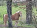 Demi-pension : Sam Haflinger hongre de 12 ans 