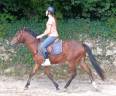 Poney pfs hongre de 3 ans 