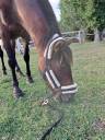 Licol taille cob/cheval norton avec longe