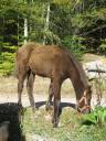 Pouliche Rocky Mountain Horse 