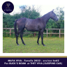 MAYA VIVA AQPS 2 ans Par BUCK'S BOUM 