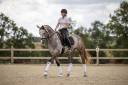 Hongre KWPN 6 ans Dressage