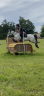 Electro Fox poney connemara de 10 ans 