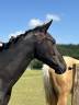 Magnifique Poulain - 1 an - Dressage & CSO