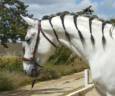 Un grand compagnon idéal pour l’équitation amateur