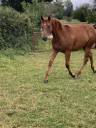 Pouliche appaloosa