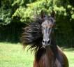 Pure Race Espagnole 4 ans noir 