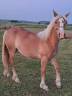  Pouliche croisée Haflinger Boulonnais