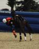 Cheval de Horse Ball AQPS 6 ans