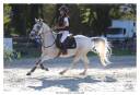 Poney de sport PFS / Arabe