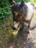 Poney femelle âgé de 1 ans